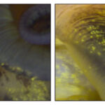 Cet escargot peut tenir un secret pour la régénération des yeux humains Images côte à côte des yeux d'escargot. À gauche se trouve un œil d'escargot normal et intact. À droite se trouve un œil qui a repris le regroupement deux mois après son enlever chirurgicalement. Les yeux se ressemblent. Ils sont tous les deux ronds avec une tache noire au milieu.