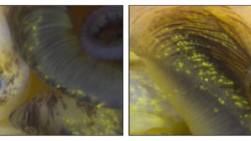 Images côte à côte des yeux d'escargot. À gauche se trouve un œil d'escargot normal et intact. À droite se trouve un œil qui a repris le regroupement deux mois après son enlever chirurgicalement. Les yeux se ressemblent. Ils sont tous les deux ronds avec une tache noire au milieu.