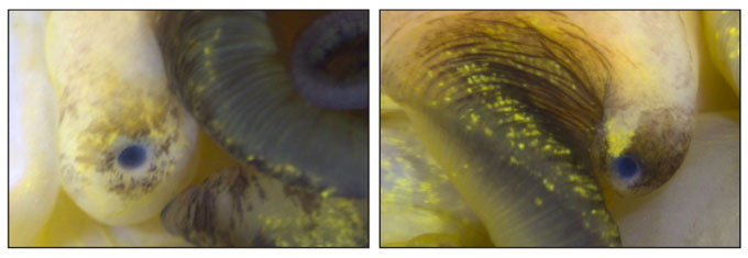 Images côte à côte des yeux d'escargot. À gauche se trouve un œil d'escargot normal et intact. À droite se trouve un œil qui a repris le regroupement deux mois après son enlever chirurgicalement. Les yeux se ressemblent. Ils sont tous les deux ronds avec une tache noire au milieu.