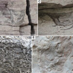 Comme le monde se retourne: comment la bioturbation a façonné les planchers océaniques de plus de 540 millions d'années Comme le monde se retourne: comment la bioturbation a façonné les planchers océaniques de plus de 540 millions d'années