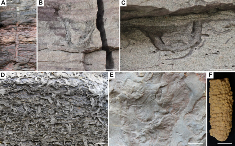 Comme le monde se retourne: comment la bioturbation a façonné les planchers océaniques de plus de 540 millions d'années Comme le monde se retourne: comment la bioturbation a façonné les planchers océaniques de plus de 540 millions d'années