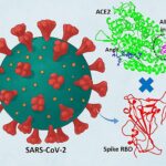 Comment la modulation de la protéine humaine ACE2 pourrait arrêter l'entrée du coronavirus