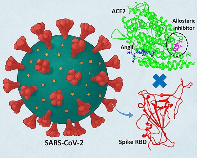Comment la modulation de la protéine humaine ACE2 pourrait arrêter l'entrée du coronavirus