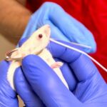 Comment les dents d'une souris pourraient conduire à un nouveau type de vaccin