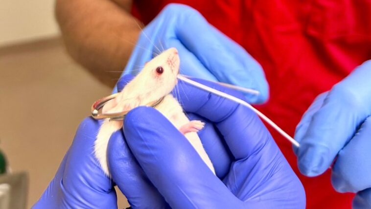Comment les dents d'une souris pourraient conduire à un nouveau type de vaccin