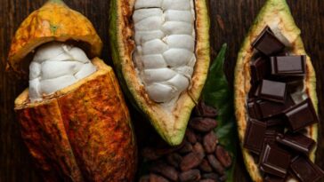 Comment les microbiomes des grains de cacao sont essentiels aux plus belles saveurs de chocolat