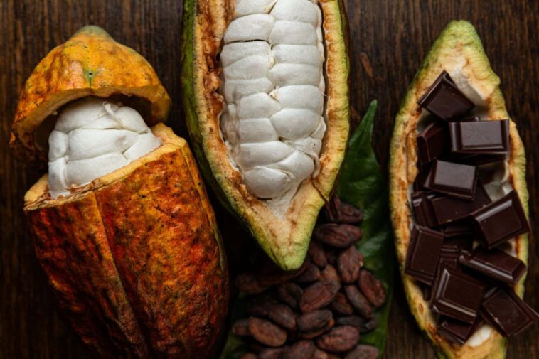 Comment les microbiomes des grains de cacao sont essentiels aux plus belles saveurs de chocolat