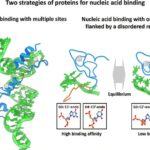 Comment les protéines se lient à l'ARN: le double mécanisme des doigts de zinc et des régions désordonnées Comment les protéines se lient à l'ARN: le double mécanisme des doigts de zinc et des régions désordonnées