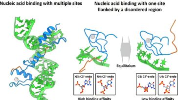 Comment les protéines se lient à l'ARN: le double mécanisme des doigts de zinc et des régions désordonnées