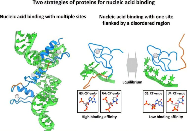 Comment les protéines se lient à l'ARN: le double mécanisme des doigts de zinc et des régions désordonnées
