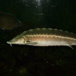 Coupes de programmes scientifiques américaines, d'autres changements Chill Work avec des chercheurs canadiens