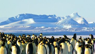 De la glace de mer aux courants océaniques, l'Antarctique subit maintenant des changements brusques - et nous les ressenterons tous