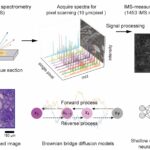Deep Learning avance la spectrométrie de masse d'imagerie avec des détails histologiques virtuels