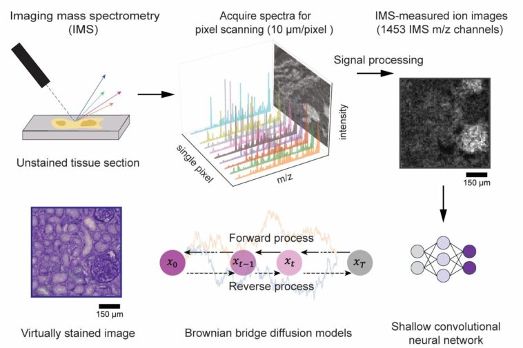 Deep Learning avance la spectrométrie de masse d'imagerie avec des détails histologiques virtuels