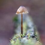 Mycena sp. Litter life (opposite) Page 85