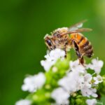 DAXTTK Close-up of a Honey Bee sitting on a white flower in a domestic garden.