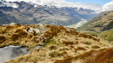Southern Lakes Sanctuary field rangers install a line of stoat traps in the Kea Basin. Stoats are a particular threat to indigenous alpine species including Kea, Rock Wren as well as the endangered flightless Takahe which also spend time in alpine areas. Southern Lakes Sanctuary is a consortium of regional conservation groups involved in the suppression of predators that threaten New Zealand