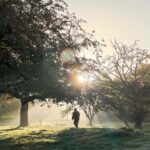 Figure walking in sunlit park Description Figure walking in sunlit park. England, UK