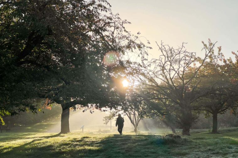 Figure walking in sunlit park Description Figure walking in sunlit park. England, UK