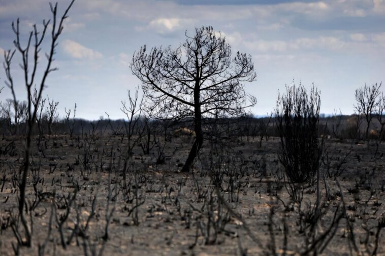 Espagne Heatwave était «le plus intense enregistré»