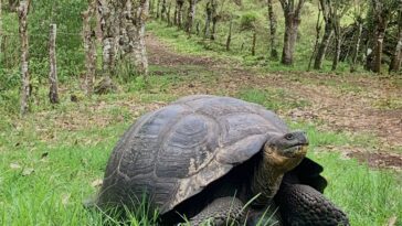 Galápagos sous menace: regard complet sur les dangers naturels auxquels ils sont confrontés