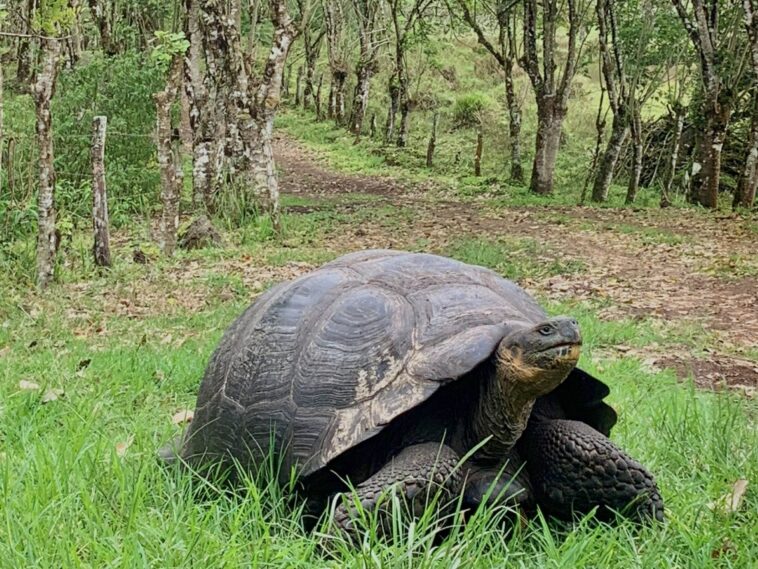 Galápagos sous menace: regard complet sur les dangers naturels auxquels ils sont confrontés