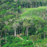 L'Amazon a perdu une zone plus grande que l'Espagne dans 40 ans, montre les rapports