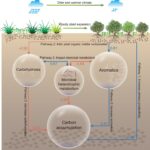 L'alliance ancienne entre les plantes ligneuses et les microbes a le potentiel de protéger les tournées précieuses