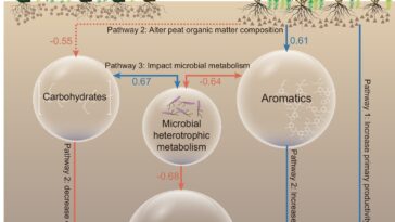 L'alliance ancienne entre les plantes ligneuses et les microbes a le potentiel de protéger les tournées précieuses