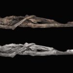 A 3D model of the tattooed mummy. The top image features textures derived from photographs that were captured using light visible to the human eye, while the bottom image