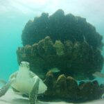 L'émerveillance de l'homme au large des côtes de l'Australie occidentale L'émerveillance de l'homme au large des côtes de l'Australie occidentale