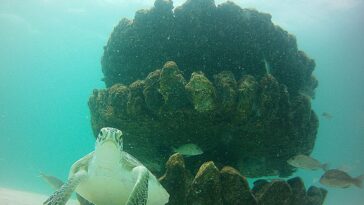 L'émerveillance de l'homme au large des côtes de l'Australie occidentale