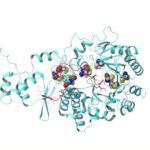 L'enzyme naturelle étend les possibilités de découverte de médicaments peptidiques
