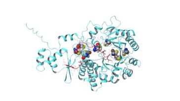 L'enzyme naturelle étend les possibilités de découverte de médicaments peptidiques