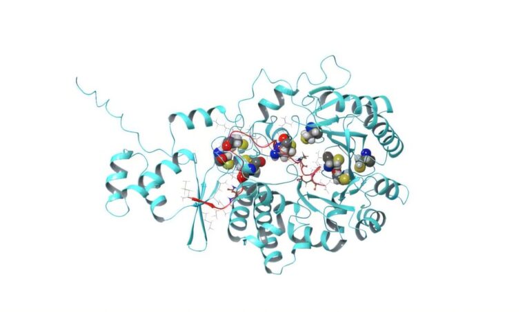 L'enzyme naturelle étend les possibilités de découverte de médicaments peptidiques