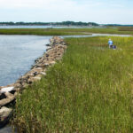L'étude révèle que les zones humides côtières génèrent 90 millions de dollars par an pour les communautés de Virginie