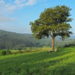 L'influence humaine réduit les stocks de carbone terrestre naturels de 24%, selon une étude