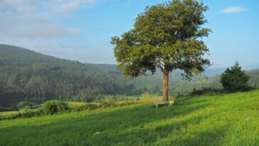 L'influence humaine réduit les stocks de carbone terrestre naturels de 24%, selon une étude