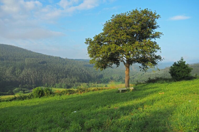 L'influence humaine réduit les stocks de carbone terrestre naturels de 24%, selon une étude