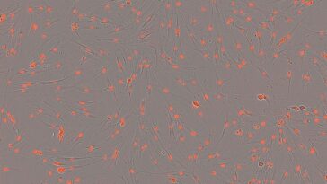 La NASA teste un traitement potentiel de perte osseuse pour les missions de longue durée