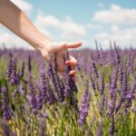 France, Provence, woman touching lavender bloosoms in field in the summer