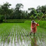 La déforestation pourrait représenter plus d'un tiers des décès de chaleur dans les zones de perte de forêt tropicale