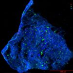 La recherche sur les astéroïdes de Ryugu révèle des antécédents minéraux antérieurs à n'importe quel sur terre