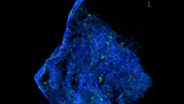 La recherche sur les astéroïdes de Ryugu révèle des antécédents minéraux antérieurs à n'importe quel sur terre