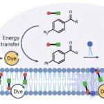 La stratégie d'étiquetage de proximité photocatalytique permet une analyse lipidique sélective des organites