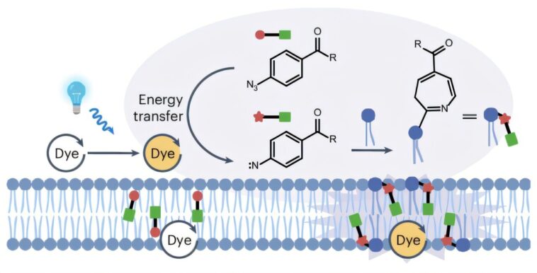 La stratégie d'étiquetage de proximité photocatalytique permet une analyse lipidique sélective des organites