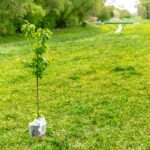 Le cas climatique pour la plantation d'arbres a été sur-typé, mais il n'est pas trop tard pour le réparer