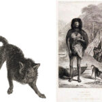 Le «chien fuegian» mystérieux et éteint était en fait un renard semi-apparenté Deux illustrations en noir et blanc: à gauche, un animal semblable à un renard avec un manteau épais et une queue touffue se tient la tête baissée et les jambes se sont préparées; À droite, une personne fuegienne indigène portant des peaux d'animaux se tient pieds nus dans un cadre côtier avec des canoës et des cabanes en arrière-plan, tandis qu'un animal similaire renifle le sol à proximité.