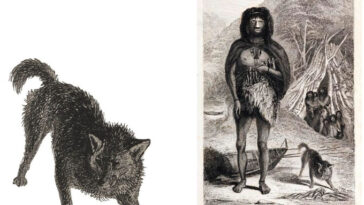 Deux illustrations en noir et blanc: à gauche, un animal semblable à un renard avec un manteau épais et une queue touffue se tient la tête baissée et les jambes se sont préparées; À droite, une personne fuegienne indigène portant des peaux d'animaux se tient pieds nus dans un cadre côtier avec des canoës et des cabanes en arrière-plan, tandis qu'un animal similaire renifle le sol à proximité.
