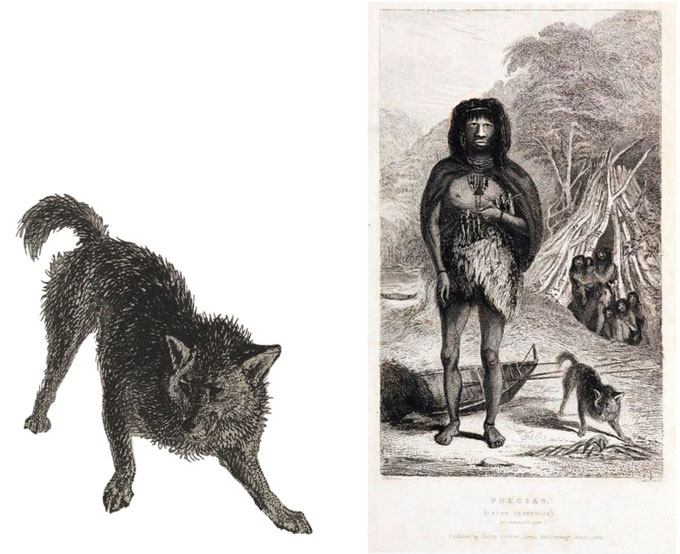 Deux illustrations en noir et blanc: à gauche, un animal semblable à un renard avec un manteau épais et une queue touffue se tient la tête baissée et les jambes se sont préparées; À droite, une personne fuegienne indigène portant des peaux d'animaux se tient pieds nus dans un cadre côtier avec des canoës et des cabanes en arrière-plan, tandis qu'un animal similaire renifle le sol à proximité.